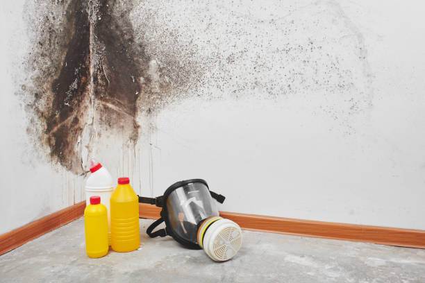 Best Affordable Mold Removal  in Jerseyvle, IL