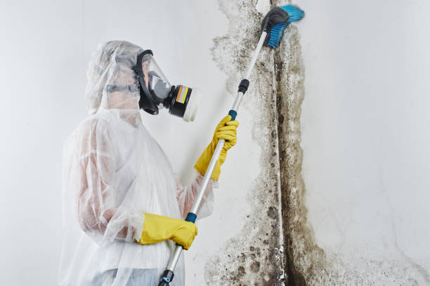 Office Mold Removal Services in Jerseyville, IL