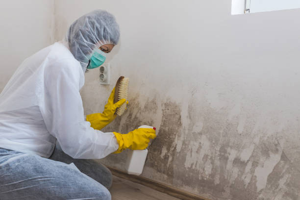 Reliable Jerseyville, IL Mold Removal Solutions