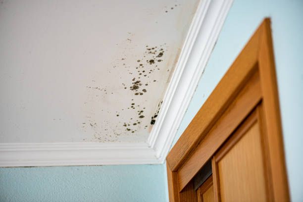 Best Office Mold Removal Services  in Jerseyvle, IL