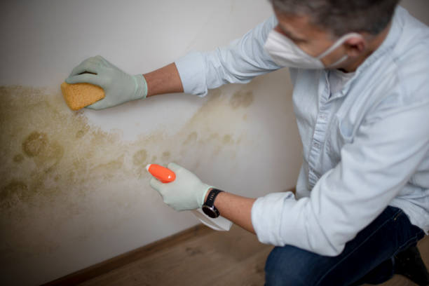 Best Mold Remediation Services  in Jerseyvle, IL
