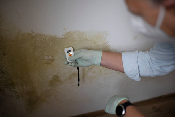 Best Mold Testing  in Jerseyvle, IL