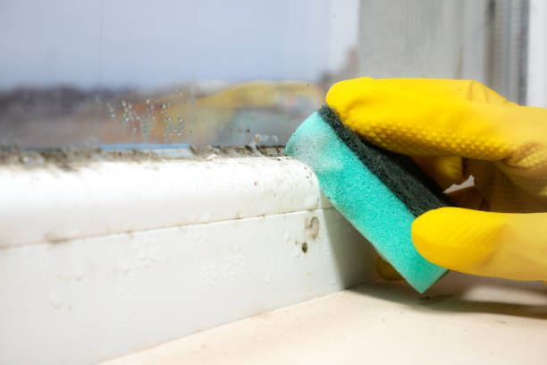 Best Fast Mold Removal  in Jerseyvle, IL