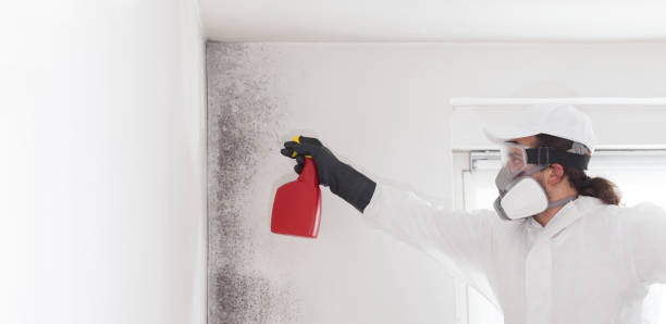 Best Attic Mold Removal  in Jerseyvle, IL