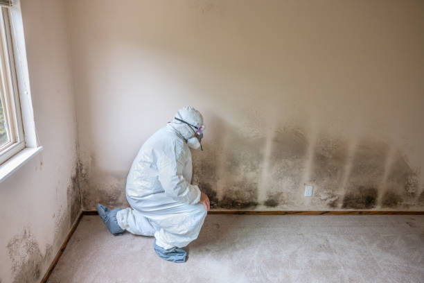 Best Commercial Mold Removal  in Jerseyvle, IL