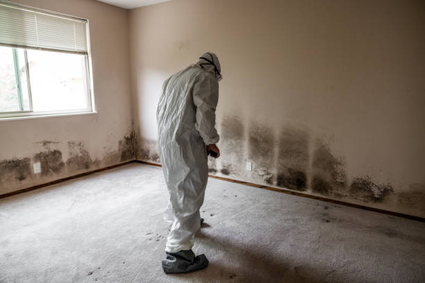 Best Professional Mold Removal  in Jerseyvle, IL