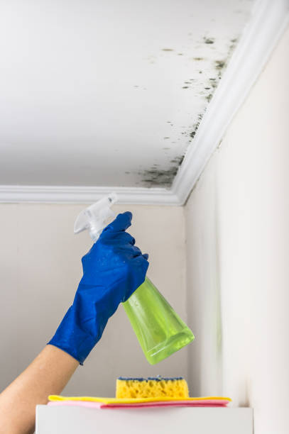 Best Mold Damage Repair  in Jerseyvle, IL