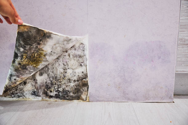 Best Certified Mold Removal  in Jerseyvle, IL